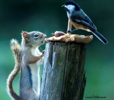 Обои на рабочий стол Белочка стоит перед пнем с синичкой на грибе, фотограф Andre Villeneuve