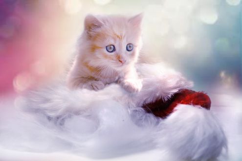Обои на рабочий стол Голубоглазый котенок на фоне боке