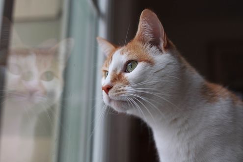 Обои на рабочий стол Котик смотрит в окно