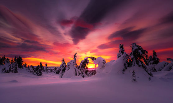 Обои на рабочий стол Деревья в снегу на рассвете, фотограф Jоrn Allan Pedersen