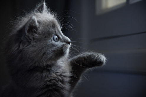 Обои на рабочий стол Дымчатый котенок с поднятой лапкой куда-то смотрит, by Zied Mnif