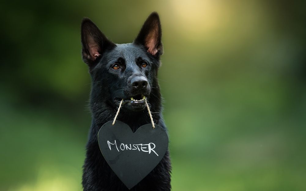 Обои для рабочего стола Черный пес держит в пасти веревочку с табличкой в виде сердца на которой написано Monster / Монстр