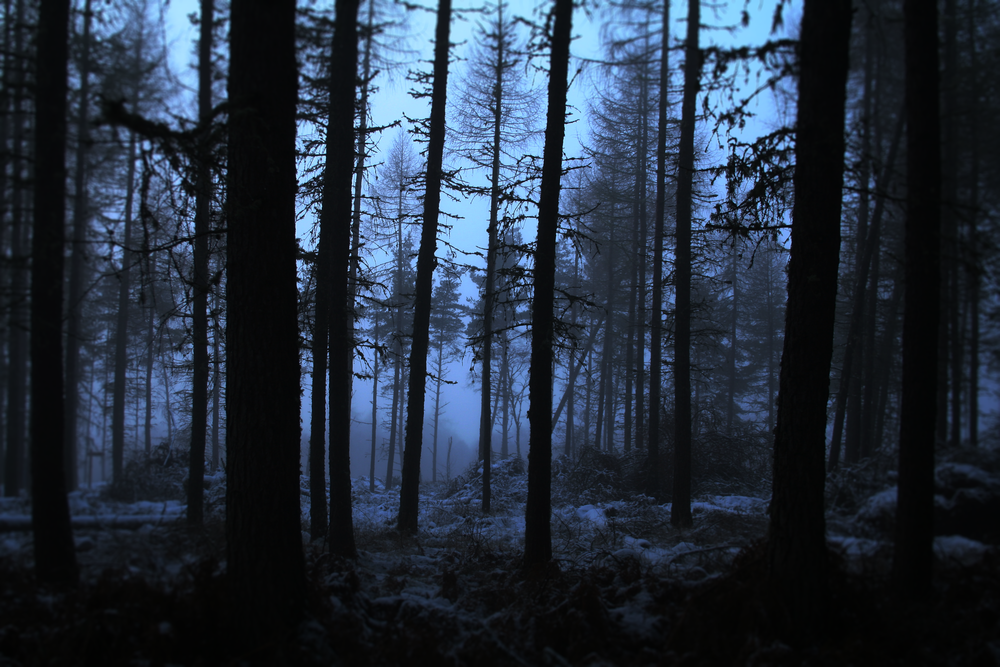 Обои для рабочего стола Холодный туманный лес, by Te0SX