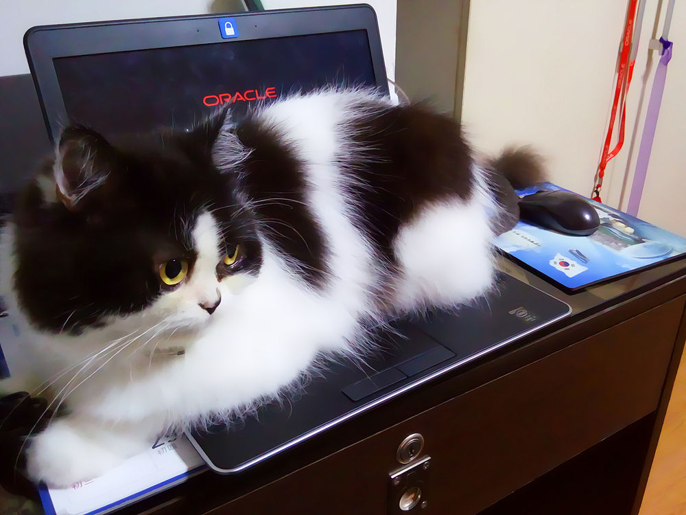 Обои для рабочего стола Черно-белый кот лежит на ноутбуке