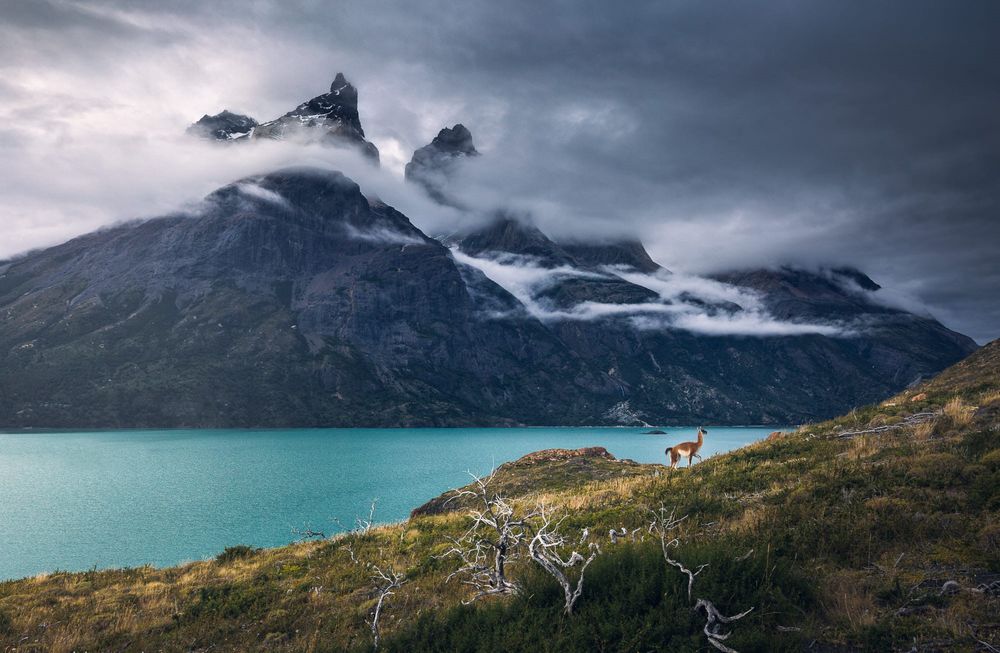 Обои для рабочего стола Гуанако пасутся на берегу у озера, Torres del Paine, Chile / Торрес-дель-Пейн, Чили, фотограф Marco Grassi