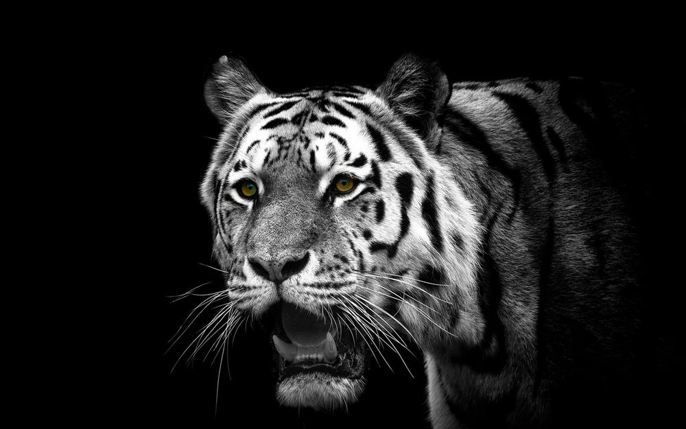 Тигр на черном фоне обои