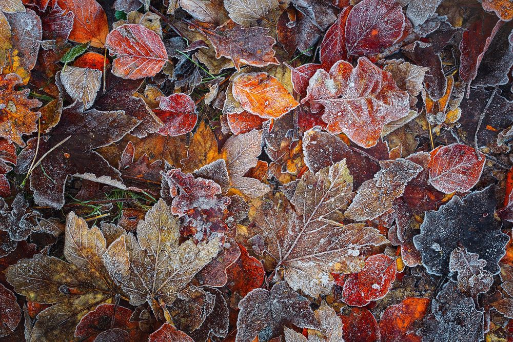 Обои для рабочего стола Замерзшие листья лежат на земле, фотограф Daniel Laan