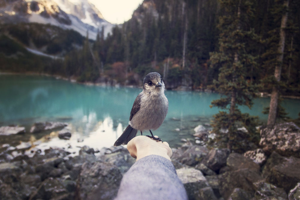 Обои для рабочего стола Птичка на руке девушки, которую она держит на фоне природы, фотограф Martina Gebarovska / Мартина Гебаровска