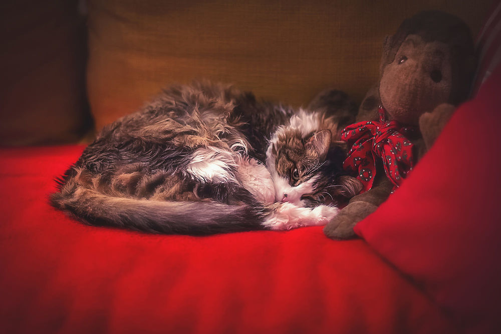 Обои для рабочего стола Пушистая кошка лежит на диване рядом с игрушечной обезьяной, фотограф Clo Dallas