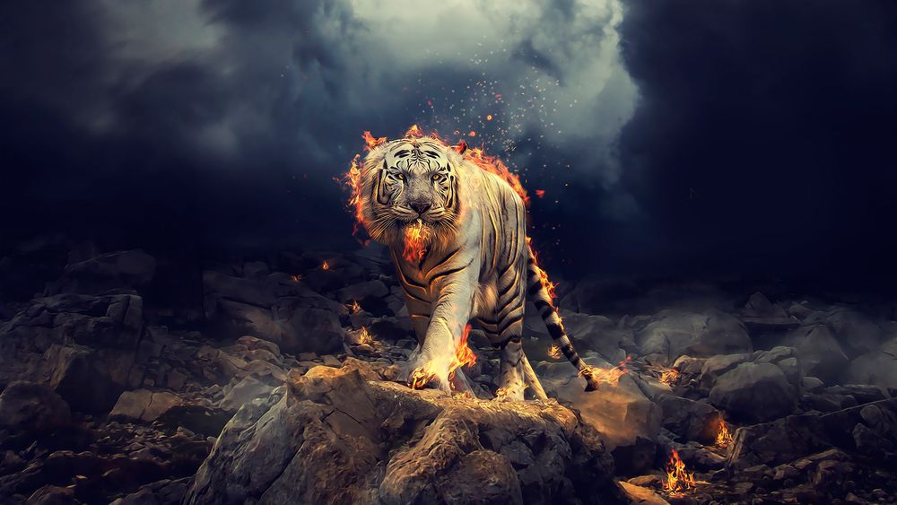 Обои для рабочего стола Огненный тигр идет по камням на фоне клубящихся темных туч