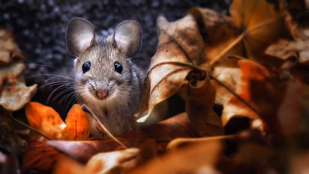 Обои для рабочего стола Маленькая мышь в листве, фотограф Wolfgang Korazija