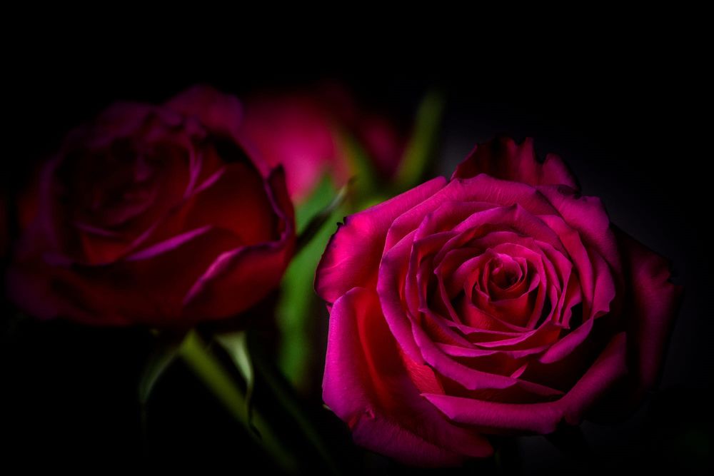 Фото на аву розы на черном фоне