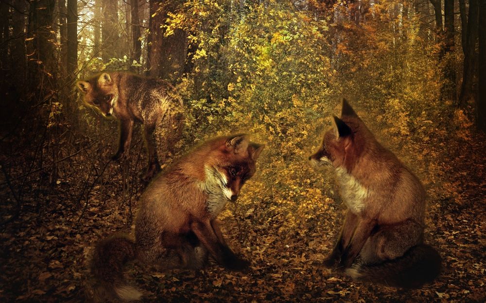 Обои для рабочего стола Три лисички в осеннем лесу. Художник-иллюстратор Maria Lucia