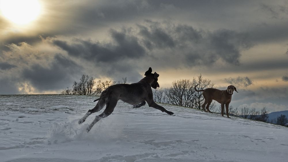 Обои для рабочего стола Две собаки зимним днем играют на снегу, by mtajmr