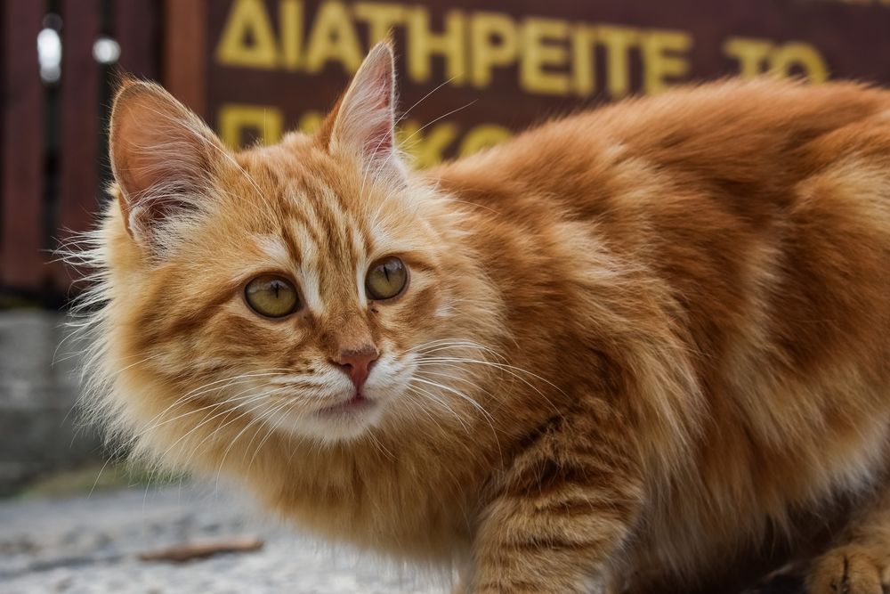 Рыжая Пушистая Кошка Фото