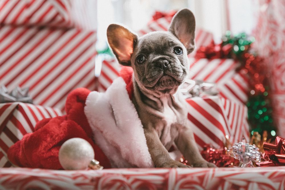 Обои для рабочего стола Серенький щенок мопса, навострив ушки, сидит в шапке Санта-Клауса / Santa Claus на подарках, by Jakob Owens