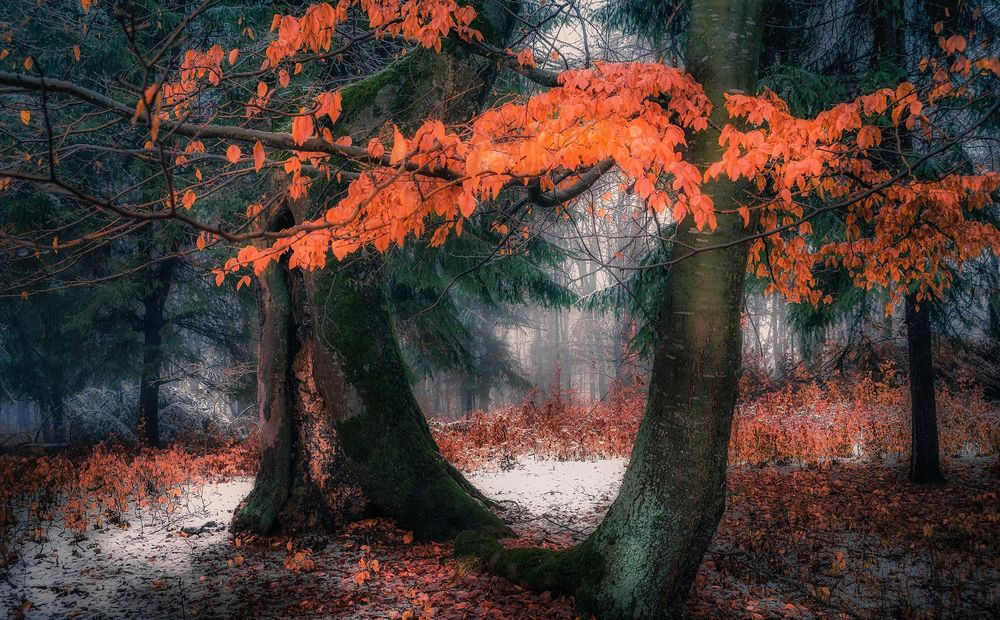 Обои для рабочего стола Осенние деревья с яркой листвой и первый выпавший снег, фотограф Otto Gal