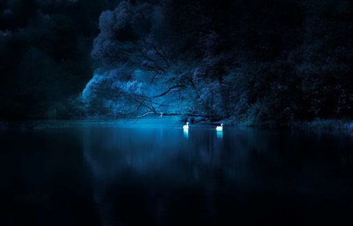 Обои на рабочий стол Два лебедя на воде, Bosnia river, Ilidza, Bosnia / Босния, Илидза, Босния, фотограф Mevludin Sejmenovic