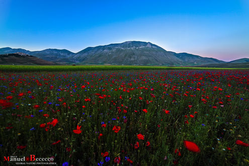 Обои на рабочий стол Маковое поле с васильками под голубым небом, by Manuelo Bececco Photography