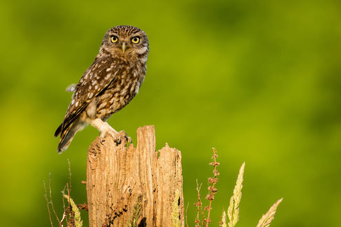 Обои на рабочий стол Сова сидит на пне, фотограф Mark Bridger