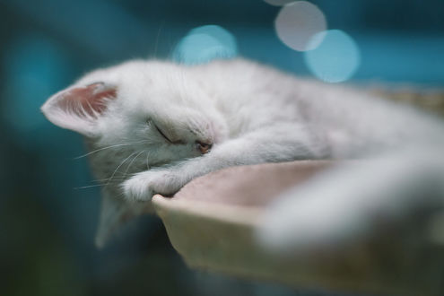 Обои на рабочий стол Спящий белый котенок