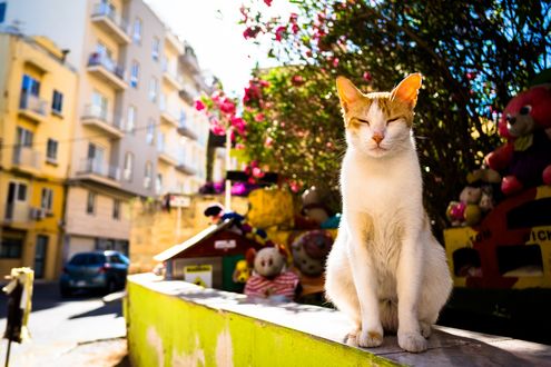 Обои на рабочий стол Кошка пригрелась на солнышке на улице города