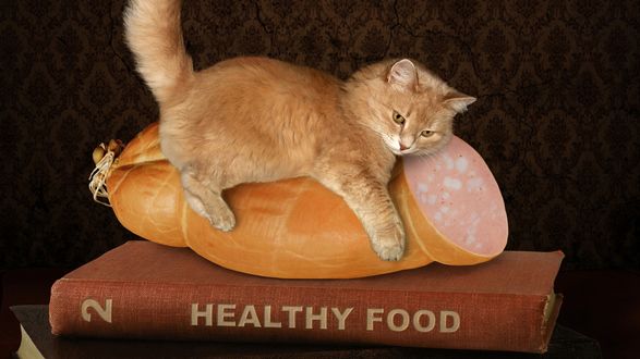 Обои на рабочий стол Рыжий котенок лежит на батоне колбасы и книге Healthy food / Здоровое питание