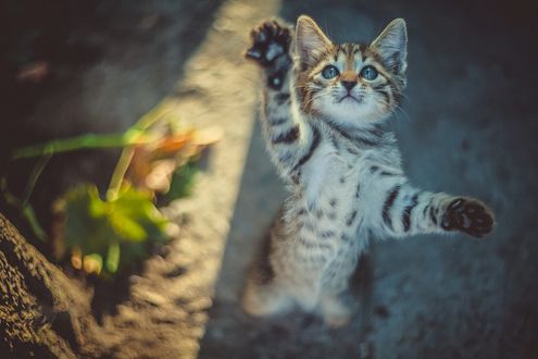 Обои на рабочий стол Котенок стоит на задних лапках, фотограф Коротун Юрий