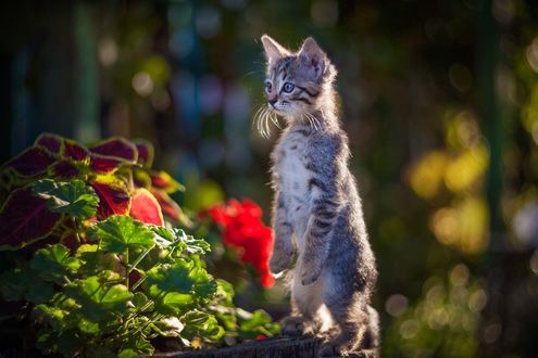 Обои на рабочий стол Котенок стоит на задних лапках, фотограф Юрий Коротун