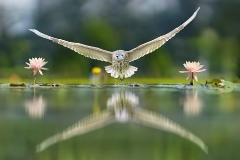 Обои на рабочий стол Птица над водой и ее отражение в ней, фотограф FuYi Chen