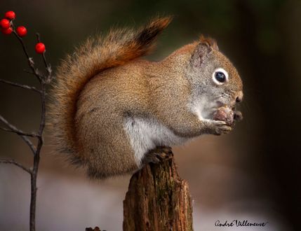 Обои на рабочий стол Белочка с орехом в лапках, фотограф Andre Villeneuve