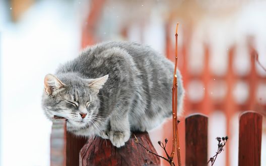 Обои на рабочий стол Серый кот лежит на заборе