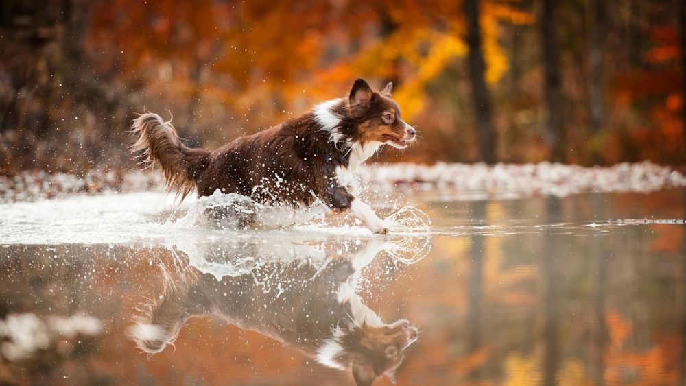 Обои для рабочего стола Собака бежит по воде в осеннем парке