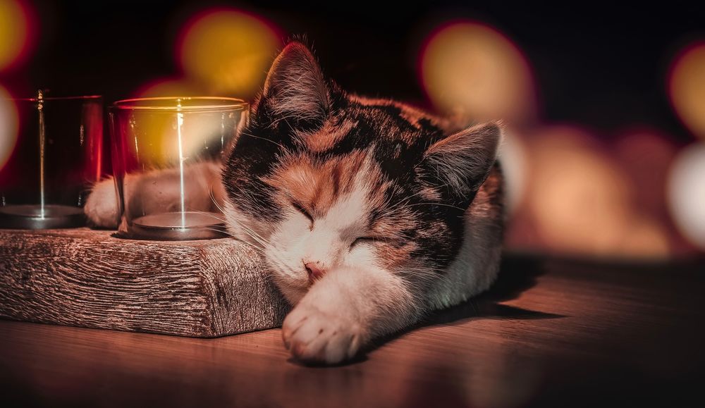 Обои для рабочего стола Трехцветный котенок спит возле подставки для свечей