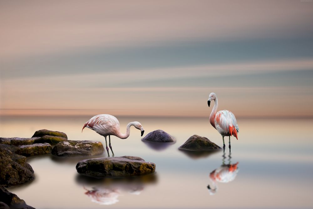 Обои для рабочего стола Два фламинго стоят в море у камней