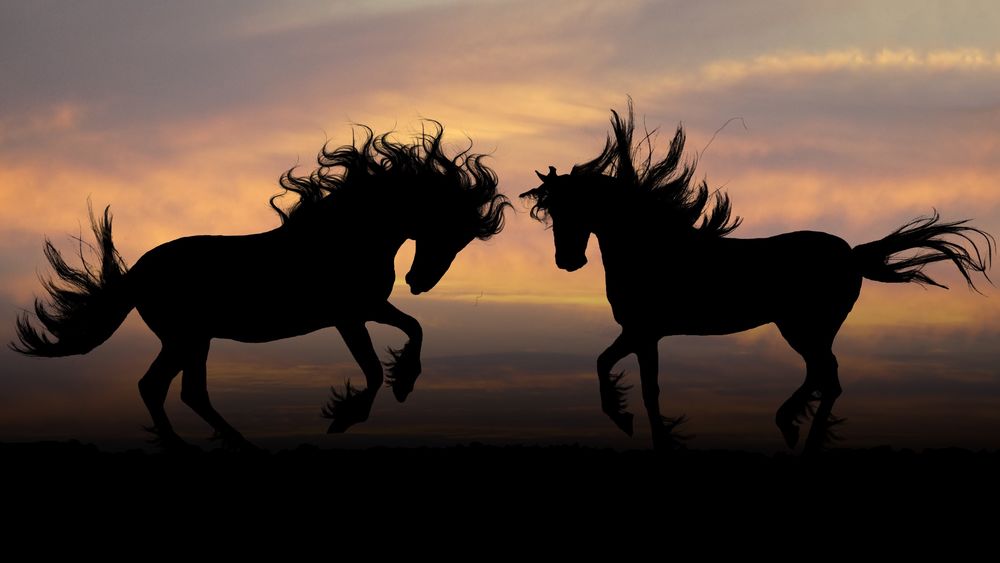 Обои для рабочего стола Силуэты двух лошадей на фоне вечерней природы