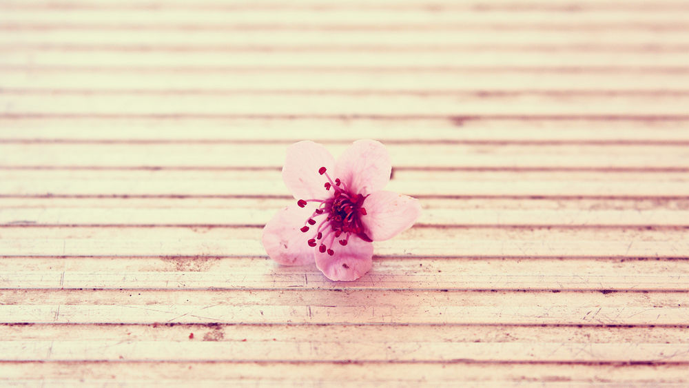 Обои для рабочего стола Розовый цветок сакуры крупным планом лежит на досках