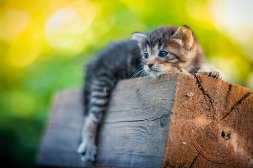 Обои на рабочий стол Котенок лежит на деревянном брусе, фотограф Коротун Юрий