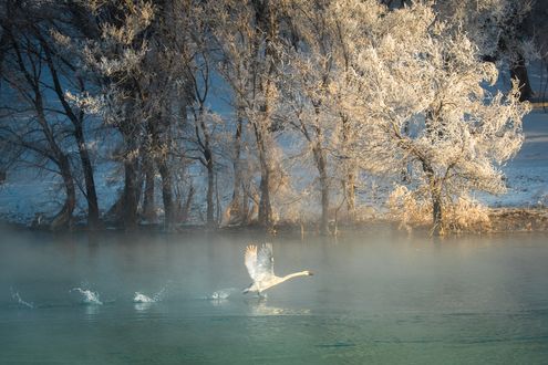 Обои на рабочий стол Лебедь, взлетающий с воды, на фоне деревьев в инее, фотограф C. Mei