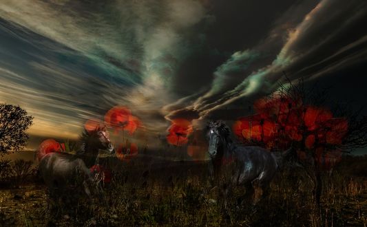 Обои на рабочий стол Две лошади под облачным небом, by DDimitri16