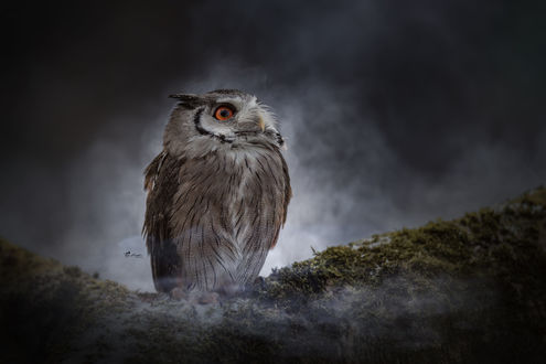 Обои на рабочий стол Сова в ночной дымке, фотограф Tanja Brandt
