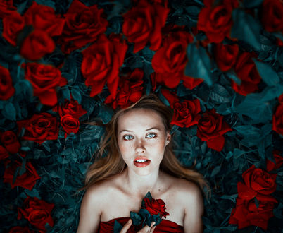 Обои на рабочий стол Девушка в красных розах, фотограф Ronny GarcГ­a