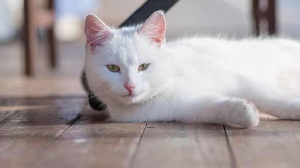 Обои на рабочий стол Белая кошка лежит на полу