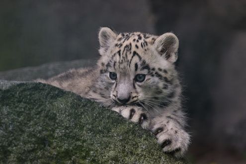Обои на рабочий стол Котенок снежного барса лежит на камне с наблюдающим взглядом, автор FrlHeinrich