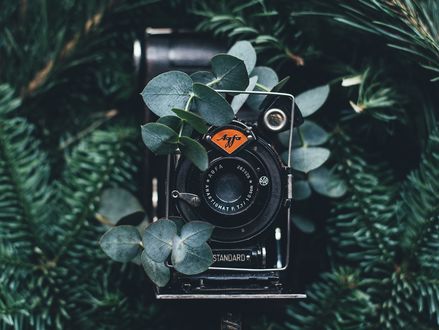Обои на рабочий стол Фотоаппарат среди веток дерева, by Annie Spratt