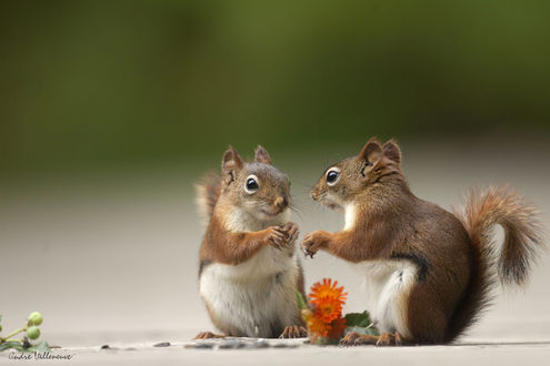 Обои на рабочий стол Две белки стоят на задних лапках у цветов, фотограф Andre Villeneuve