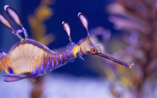 Обои на рабочий стол Морской конек под водой
