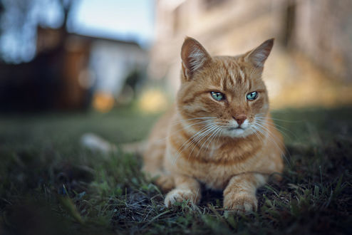 Обои на рабочий стол Рыжая кошка лежит на траве, фотограф Sebastian Kоhler