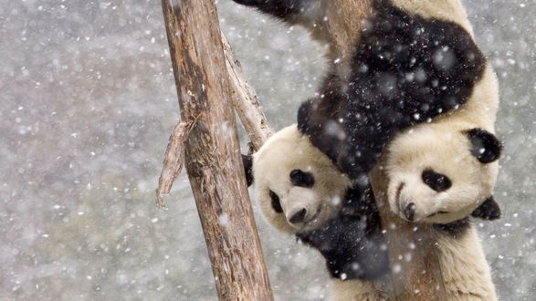 Обои на рабочий стол Две панды на дереве, фотограф Tianwen CHEN