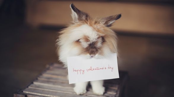 Обои на рабочий стол Кролик держит открытку с надписью Happy Valentines Day / C днем Святого Валентина